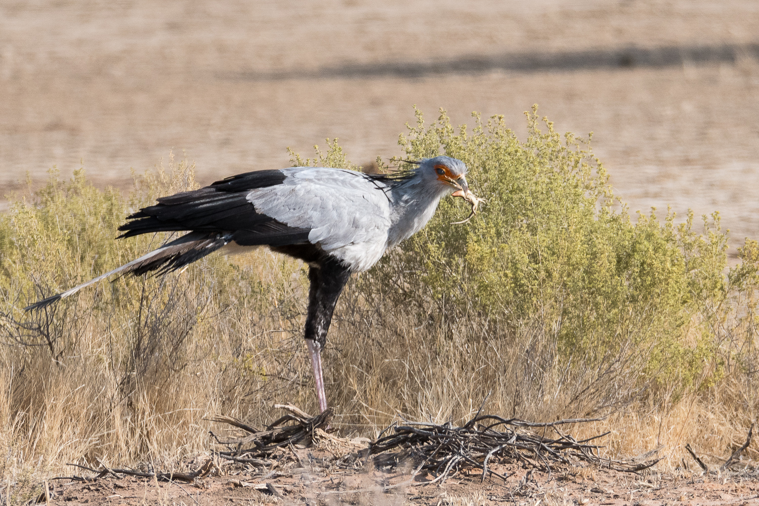 Messager sagittaire (Secretary bird, Sagittarius serpentarius) venant de tuer un lézard, Kgalagadi Transfrontier Park, Kalahari, Afrique du sud.